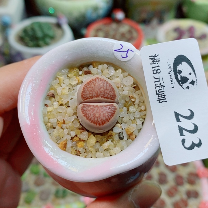生石花花花花花花223