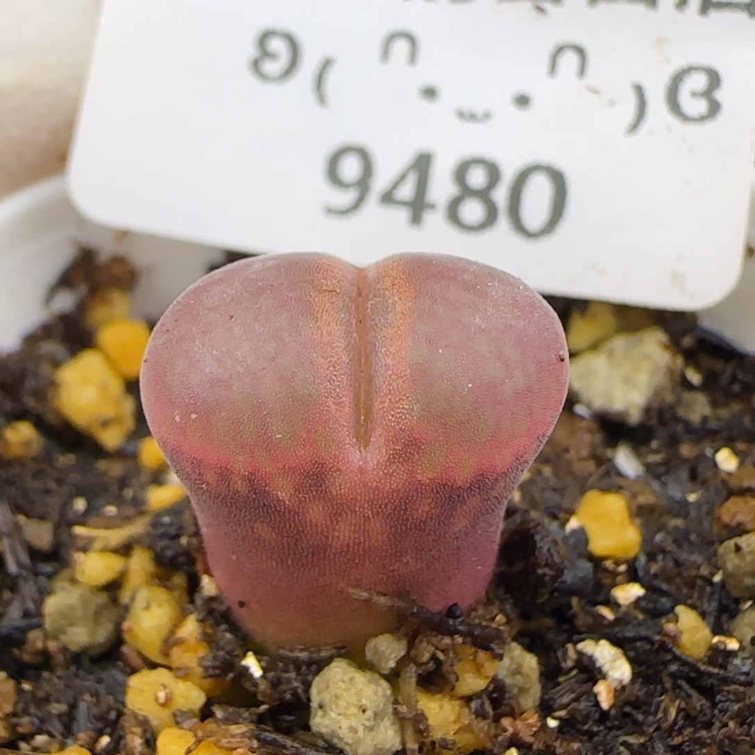 9480。紫流沙。。。。。。。。。。