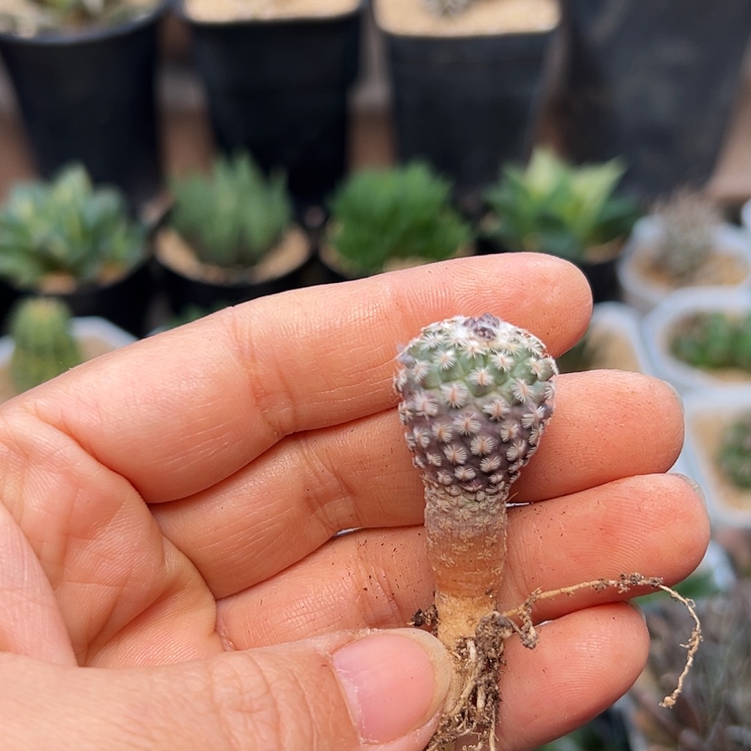 实生赤花紫肌海胆娇丽