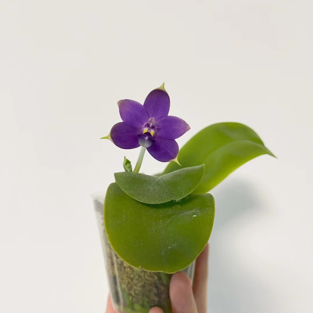 2.5寸  荧光印地狗