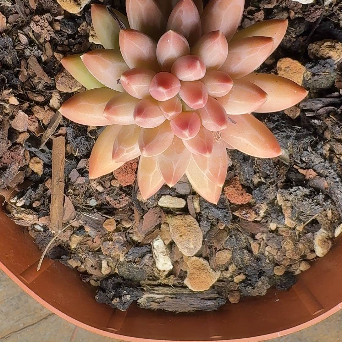 多肉植物伊卡鲁斯