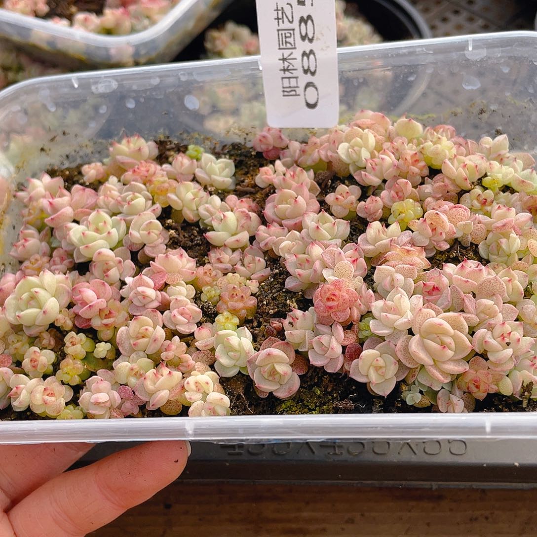 多肉植物多肉植物885