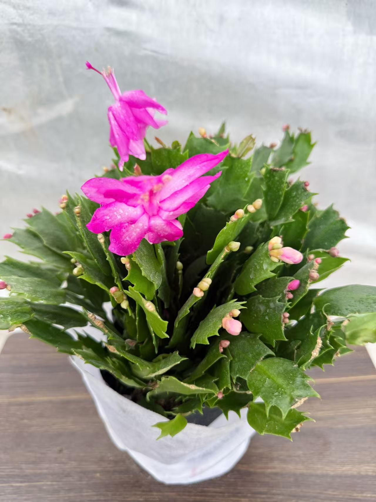 多色蟹爪兰花苗盆栽带花苞好养耐活四季开花