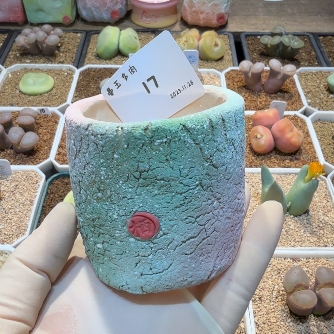 呼***呼多肉多肉多肉11.26-017