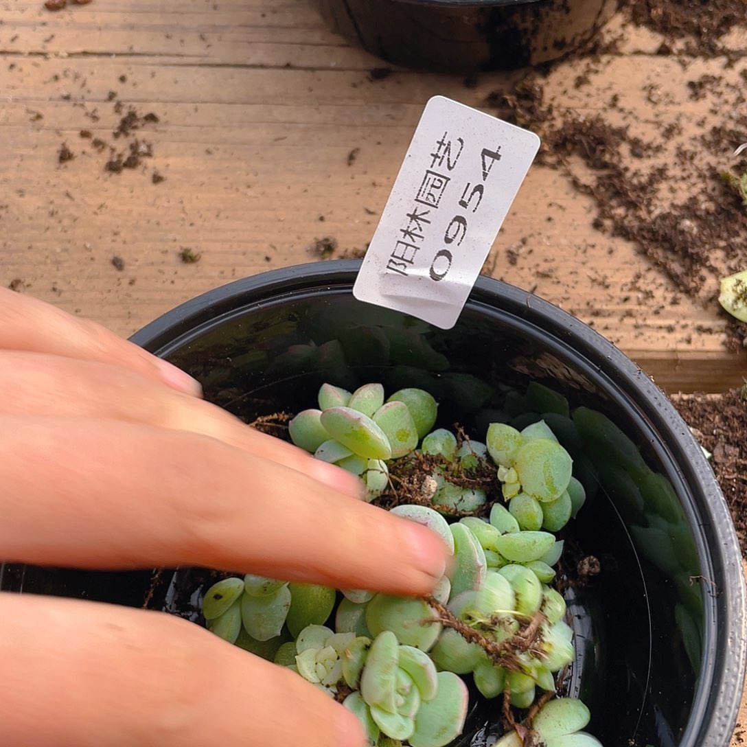 ****多肉植物多肉植物954
