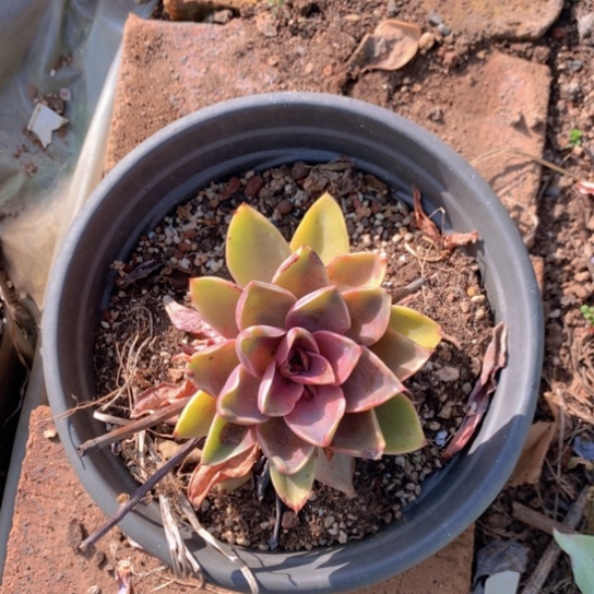 紫气动来4646646565