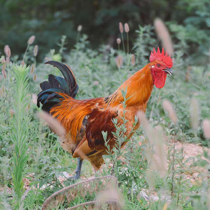 【顺丰包邮】沂蒙山草鸡大公鸡 农家自养山上溜达鸡  现杀现发
