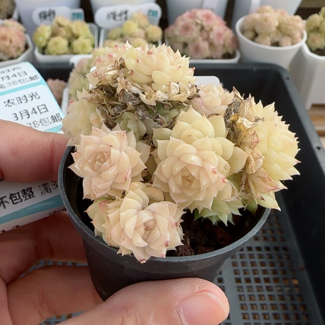 【闪购商品】0304-9珠光麦杆