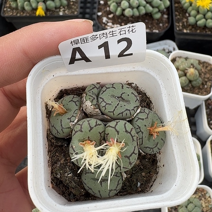 12多肉植物多肉植物