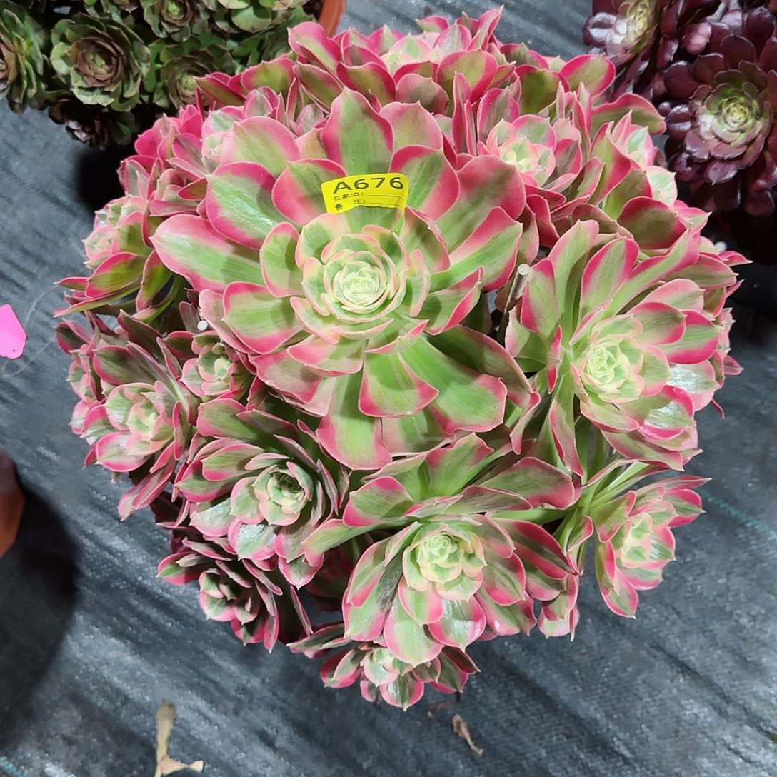 女郎676多肉多肉