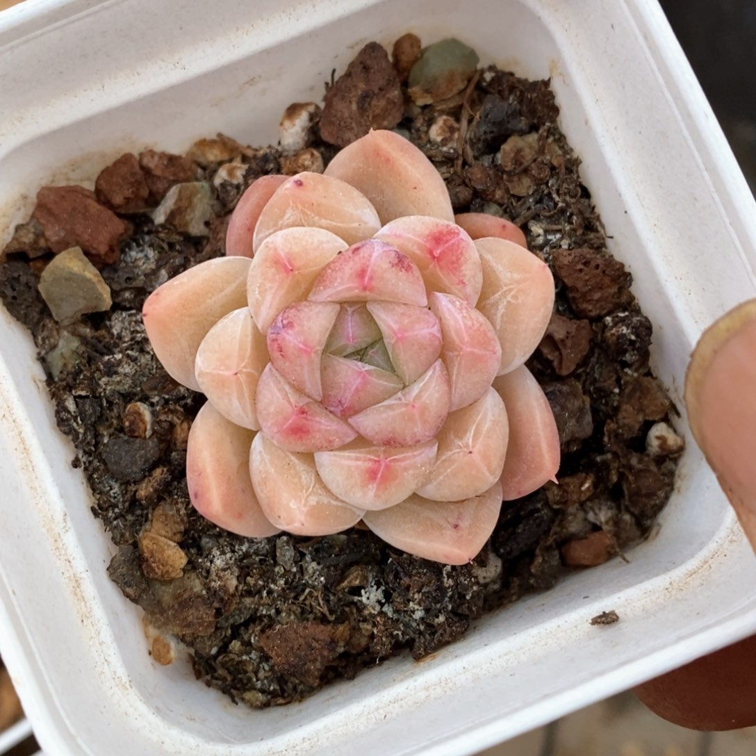 精品多肉一物一拍不包整196