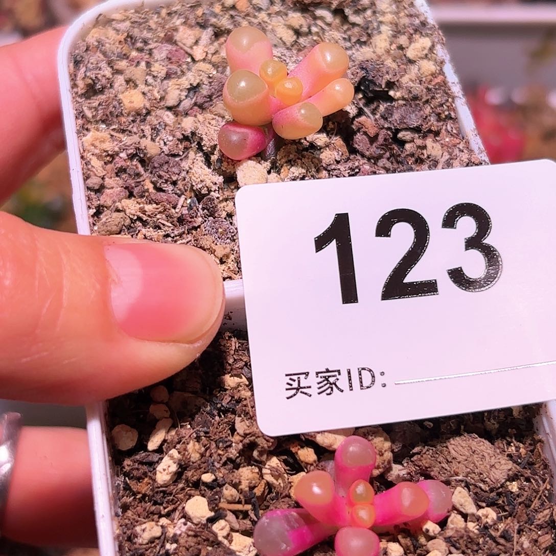123号五十铃玉锦多肉植物锦一物一拍带盆土发货