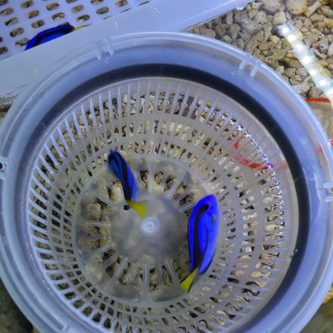 雄***海水鱼蓝调一条顺丰包邮