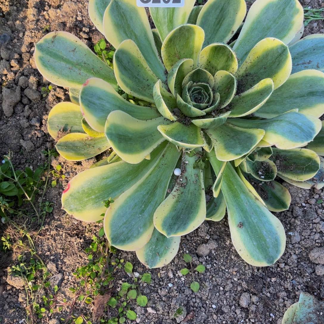 282多肉植物一物一拍