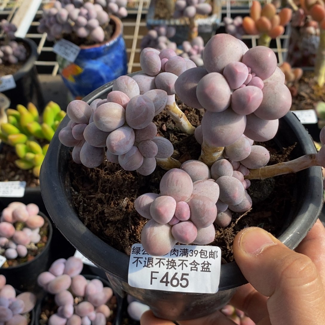 465香水手指奶酪13cm多肉