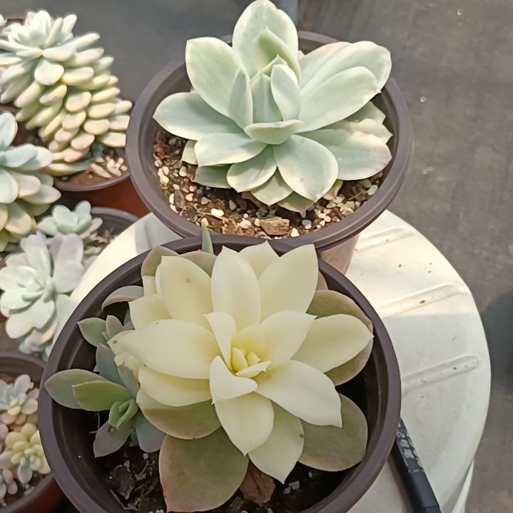 丝绸面纱覆轮锦+丝绸面纱吉上斑