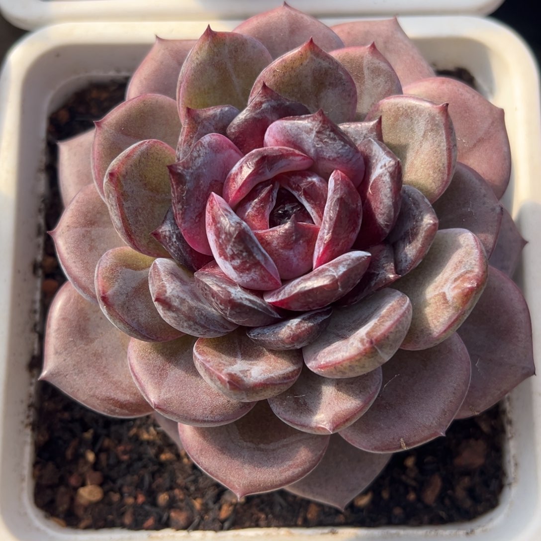 夜皇后美肉多肉植物