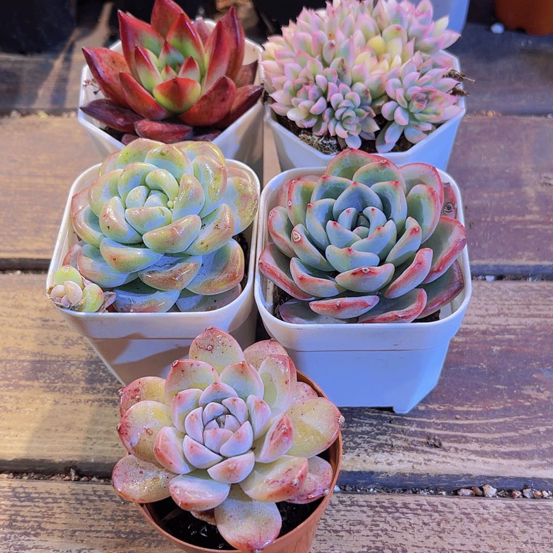 罗卡。女雏锦。 泡芙。冰玉。阿尔巴