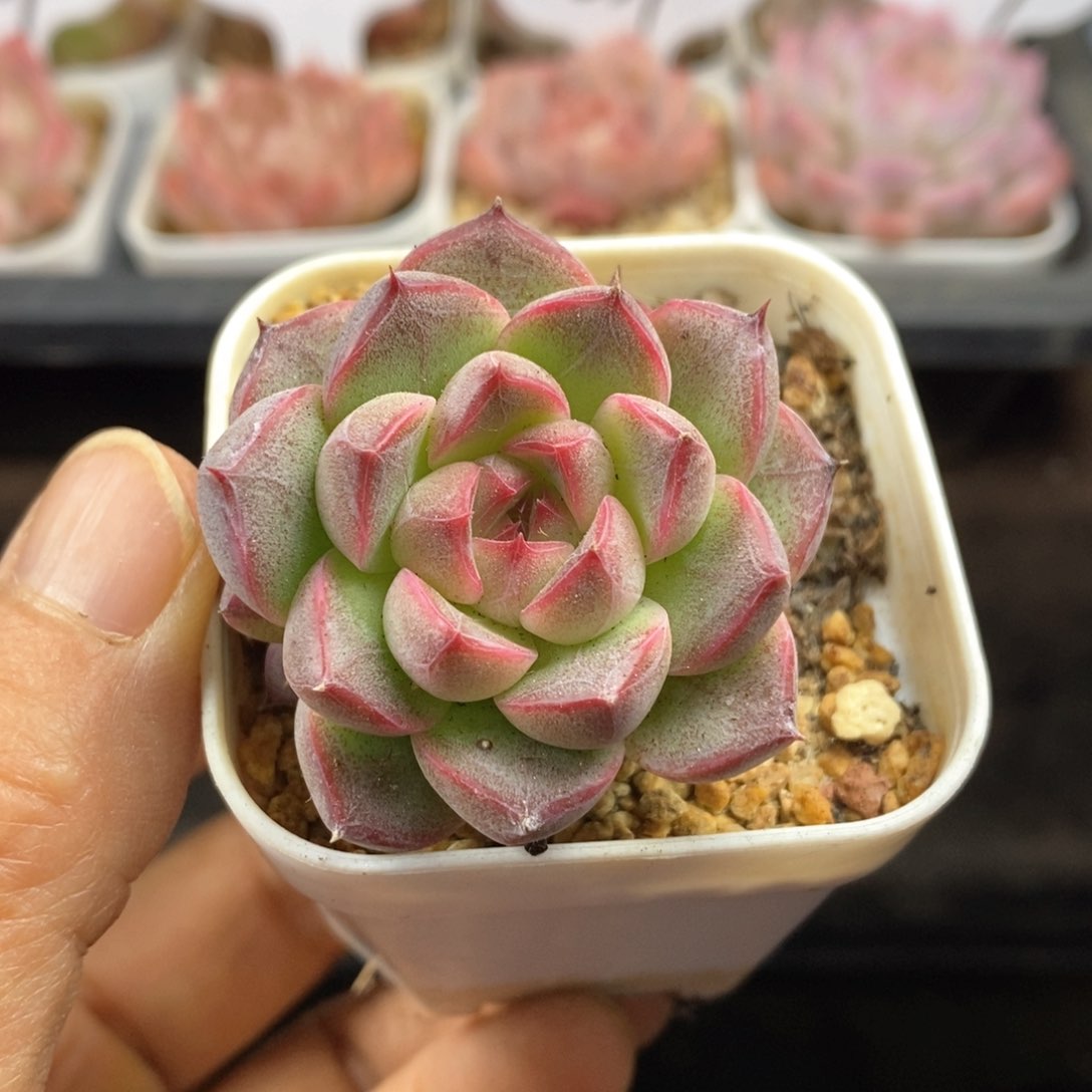 精品多肉一物一拍44