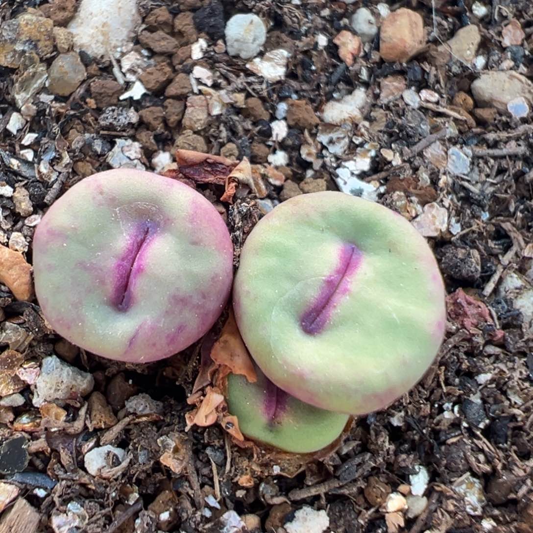 30多肉植物百科知识