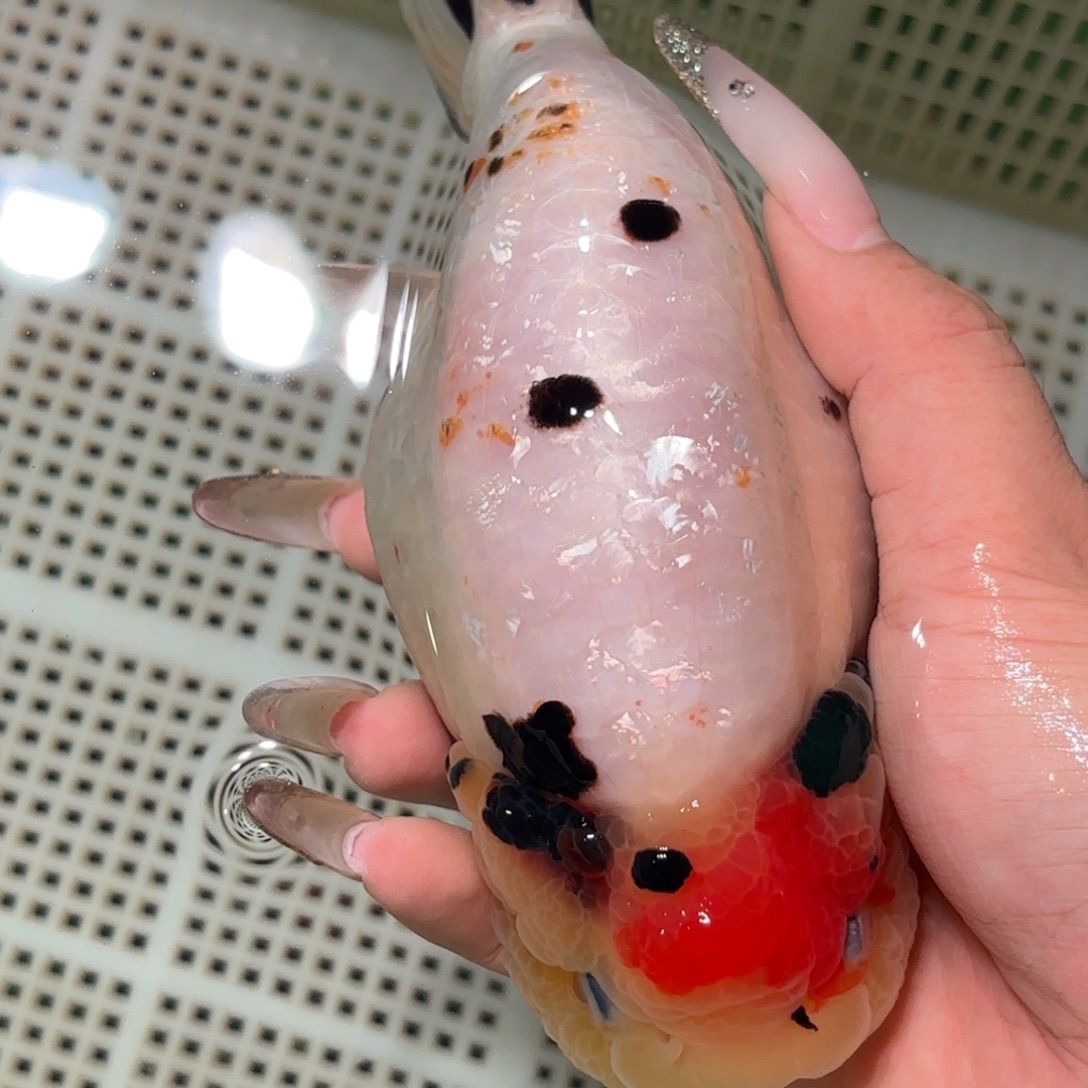 p***.金鱼拍包装包邮，不拍包装运费到付