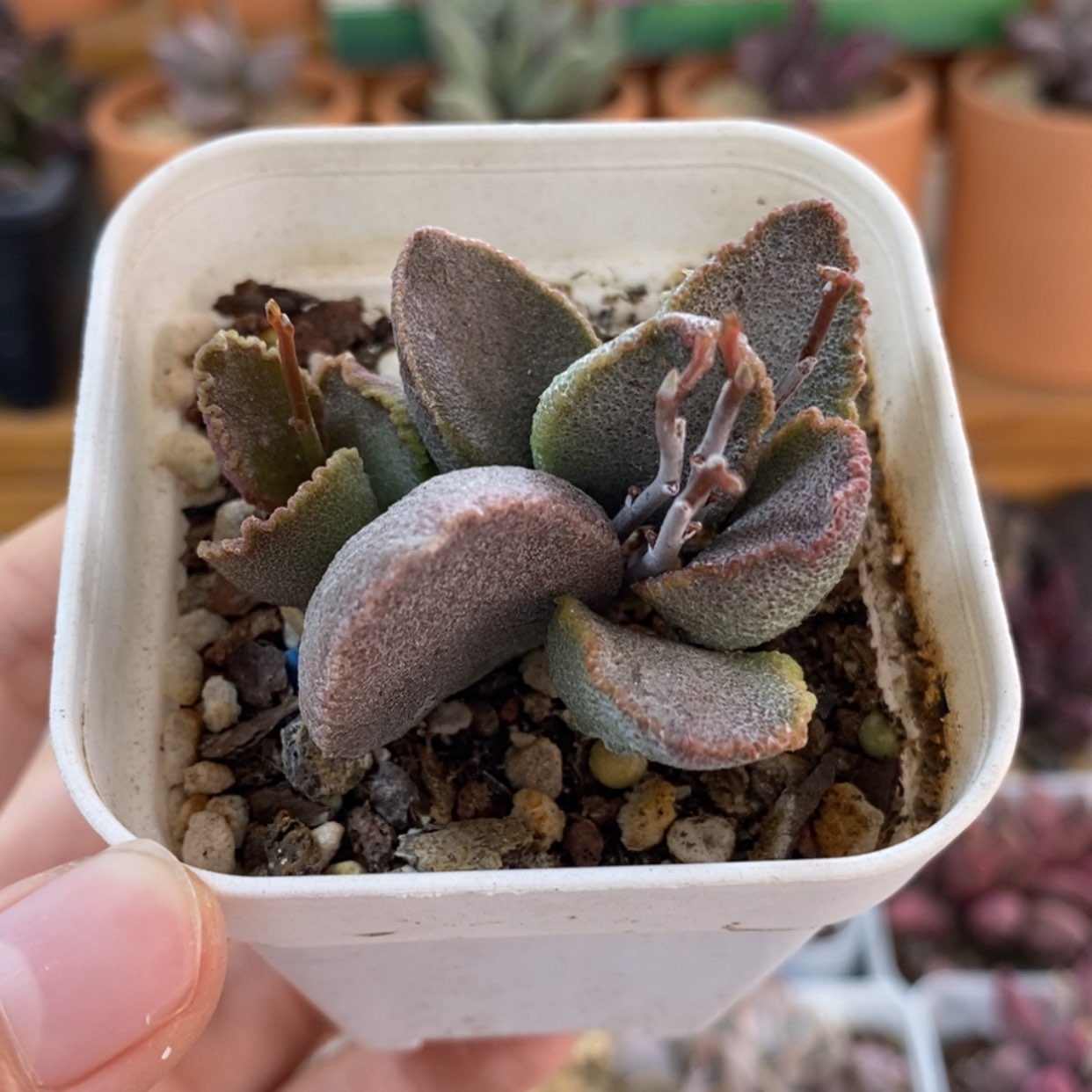 【闪购商品】无花朵小贝壳