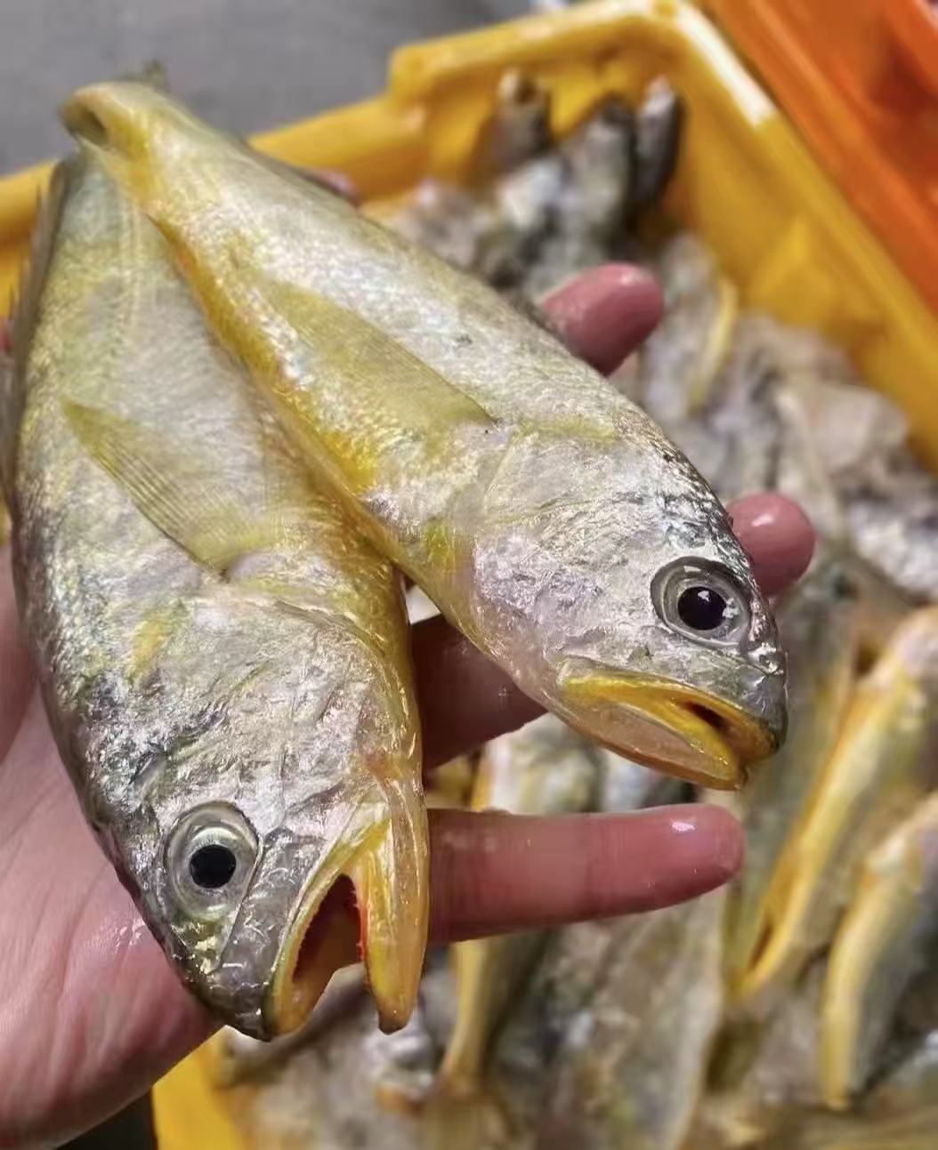 小小黄鱼石浦小周海鲜 发货3斤