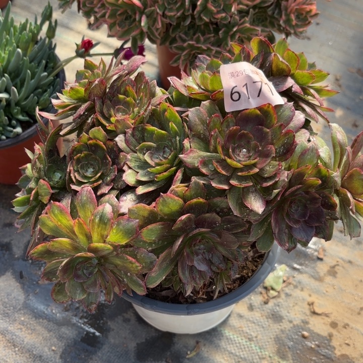 红丝绒多肉法师6171