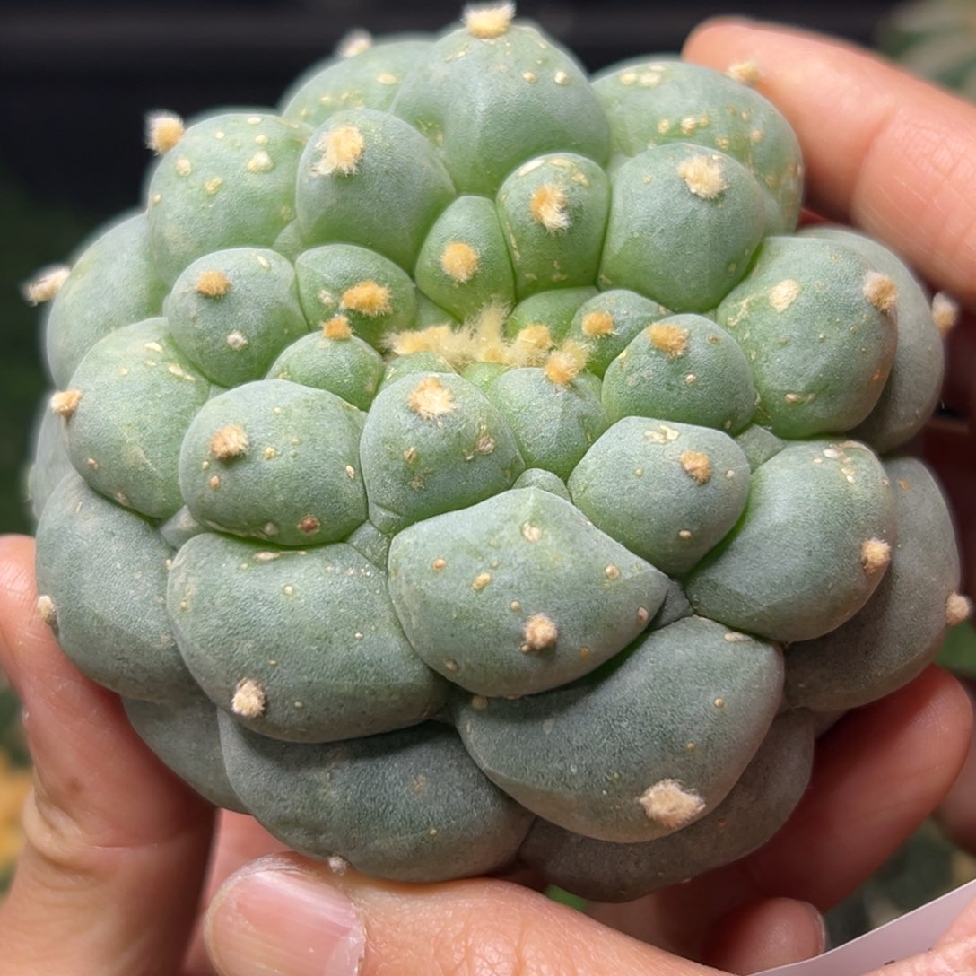 180 落地无根 四月上盆