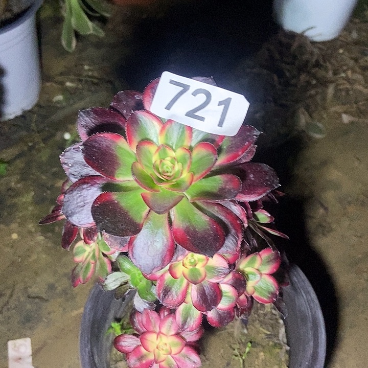 奋****0丽娜精控小朵朵721多肉不包断