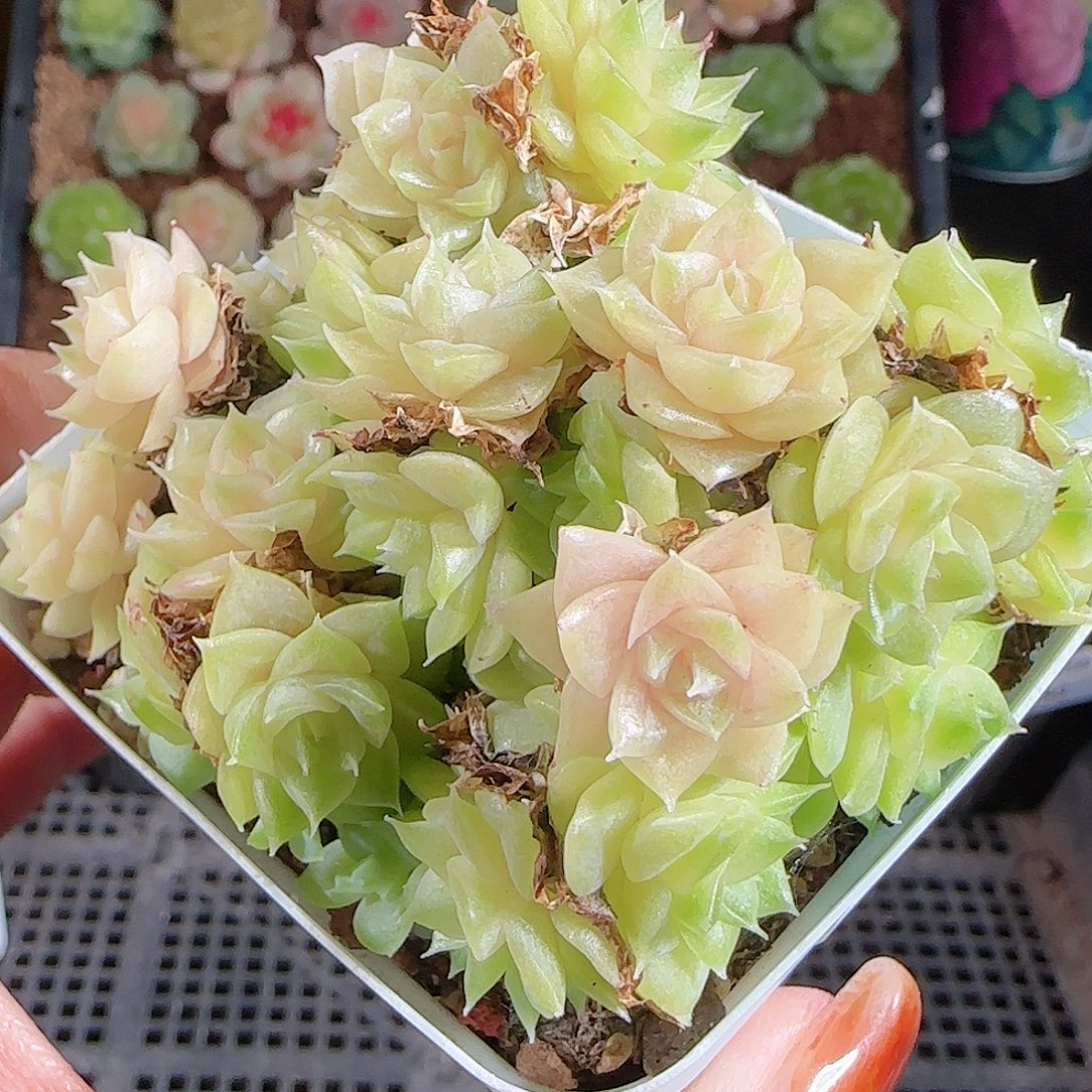 1028-292麦秆优选不包整