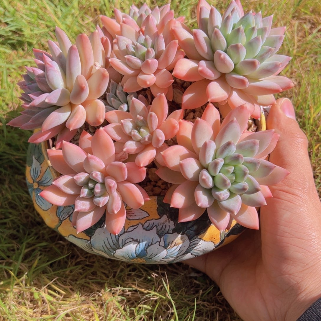 昀***一物一拍带盆的时候