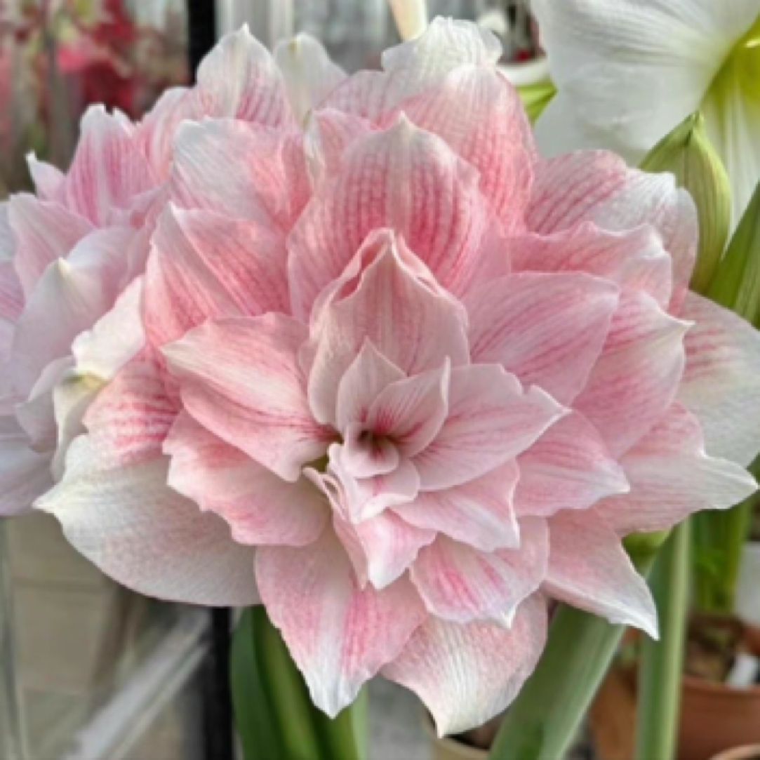 双黄朱顶红，糖果铃声朱顶红 双月朱顶红 紫水晶朱顶红小苗