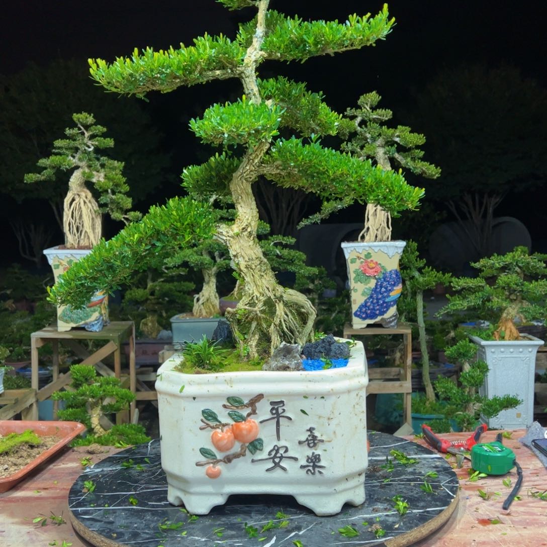 无花朵广东皱皮雀舌黄杨