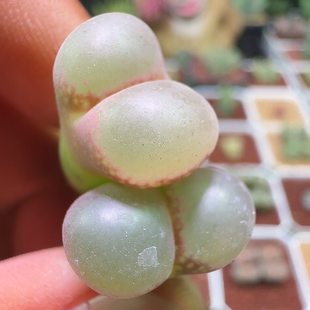 哈哈哈哈哈哈哈。 620