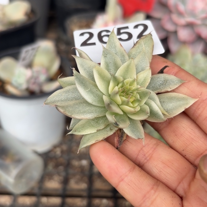 多肉头盖锦满18包邮当场凑单