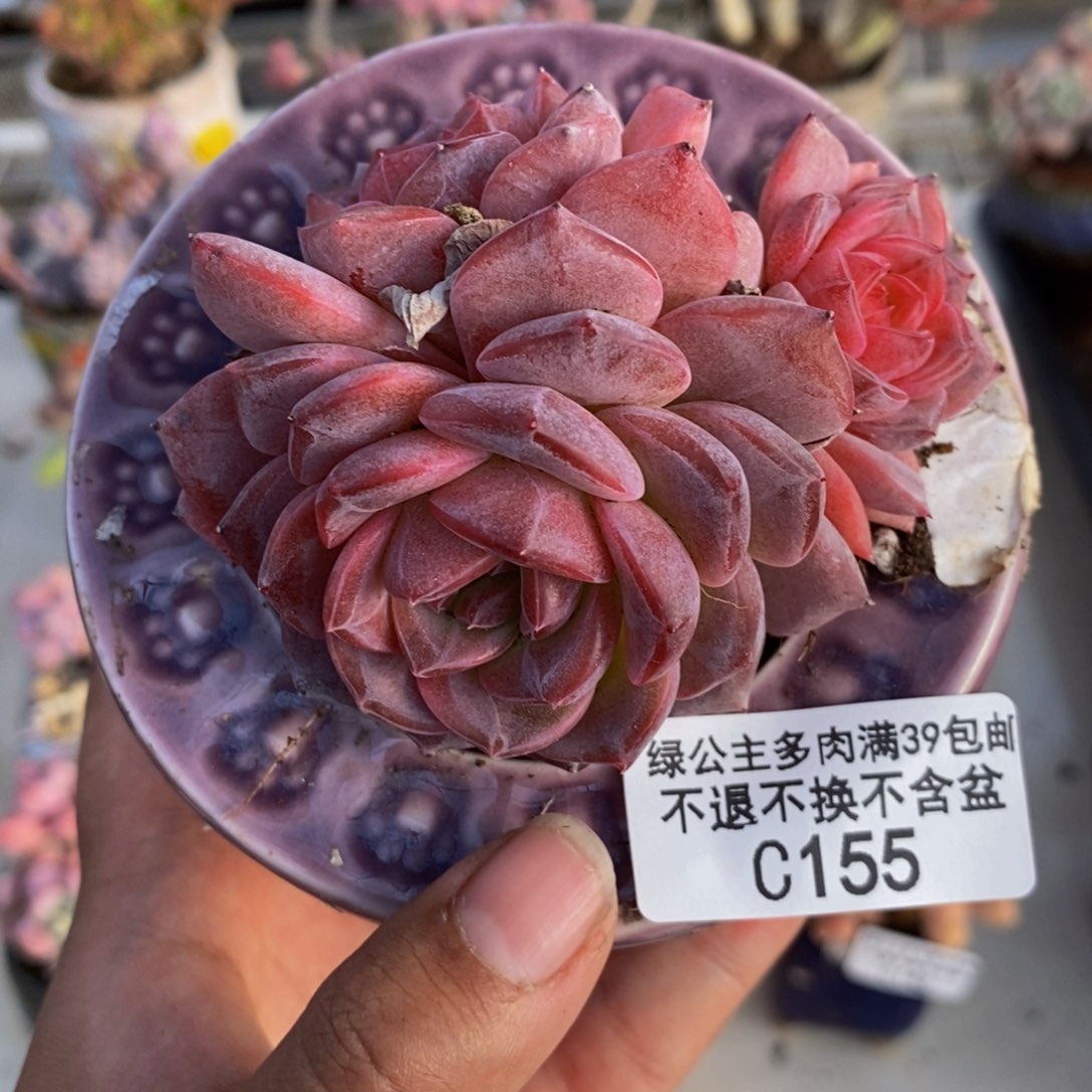 155冰魄多肉肉8cm