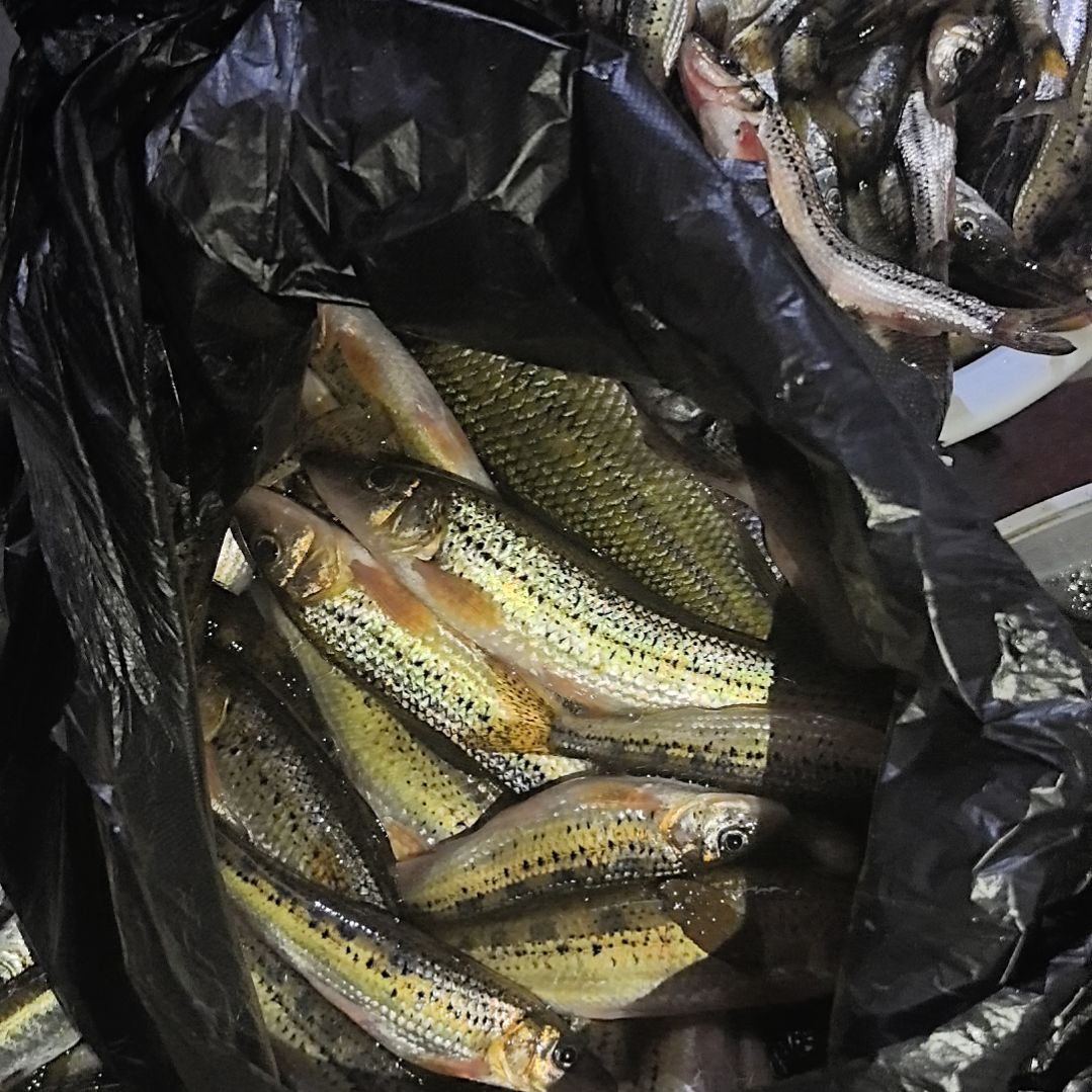 石台小李代购大嘛条2.2斤