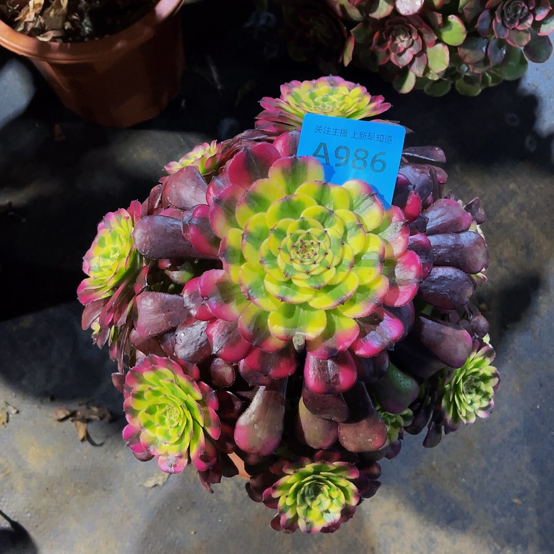 夕*维纳斯986拖土法师