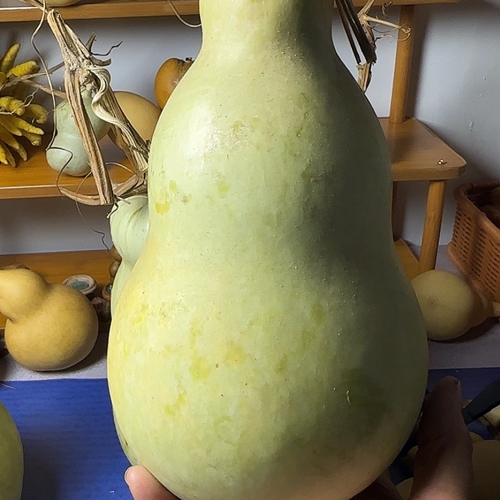 围***儿葫芦青皮葫芦手把件摆件