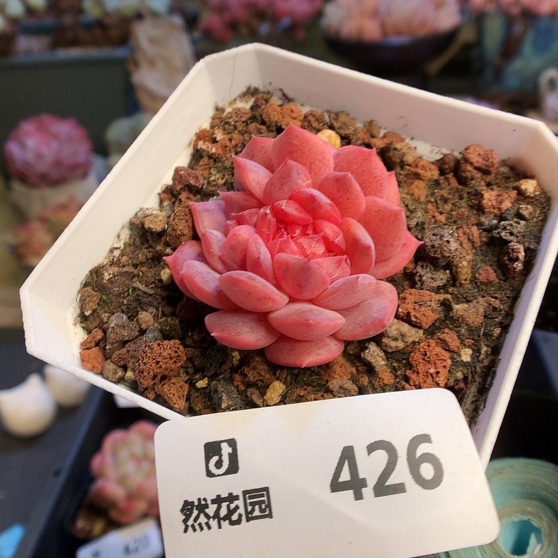 426琥魄綴多肉植物