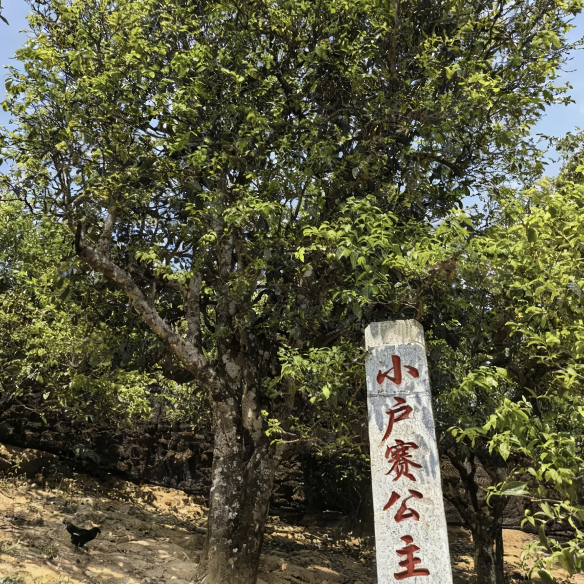 三棵树！小户赛红土地【公主树】800年单株！2025年头春头采！爆香爆甜