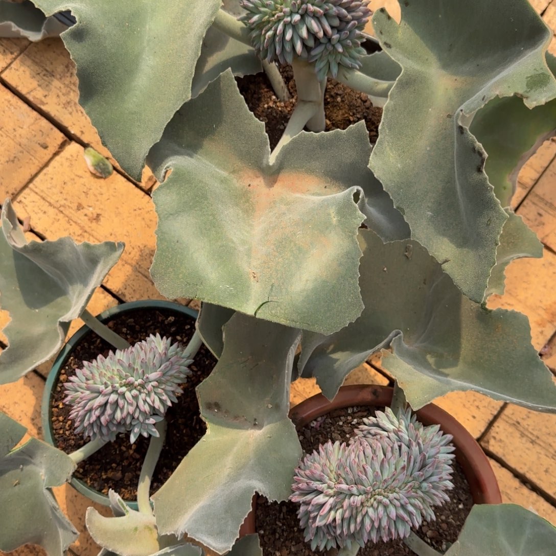 B***s虞美人缀化多肉植物