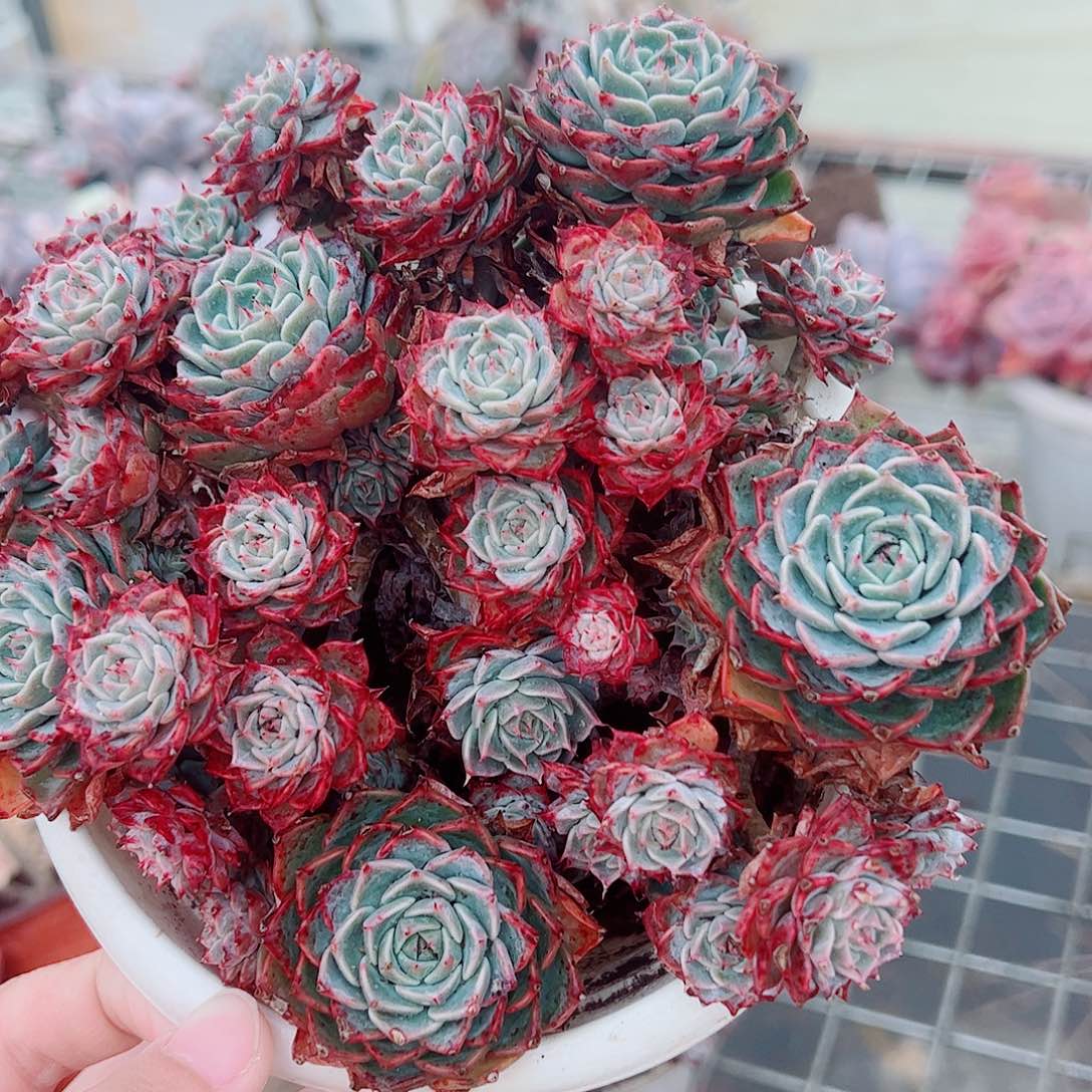 原始海滨格瑞带盆土精品特价