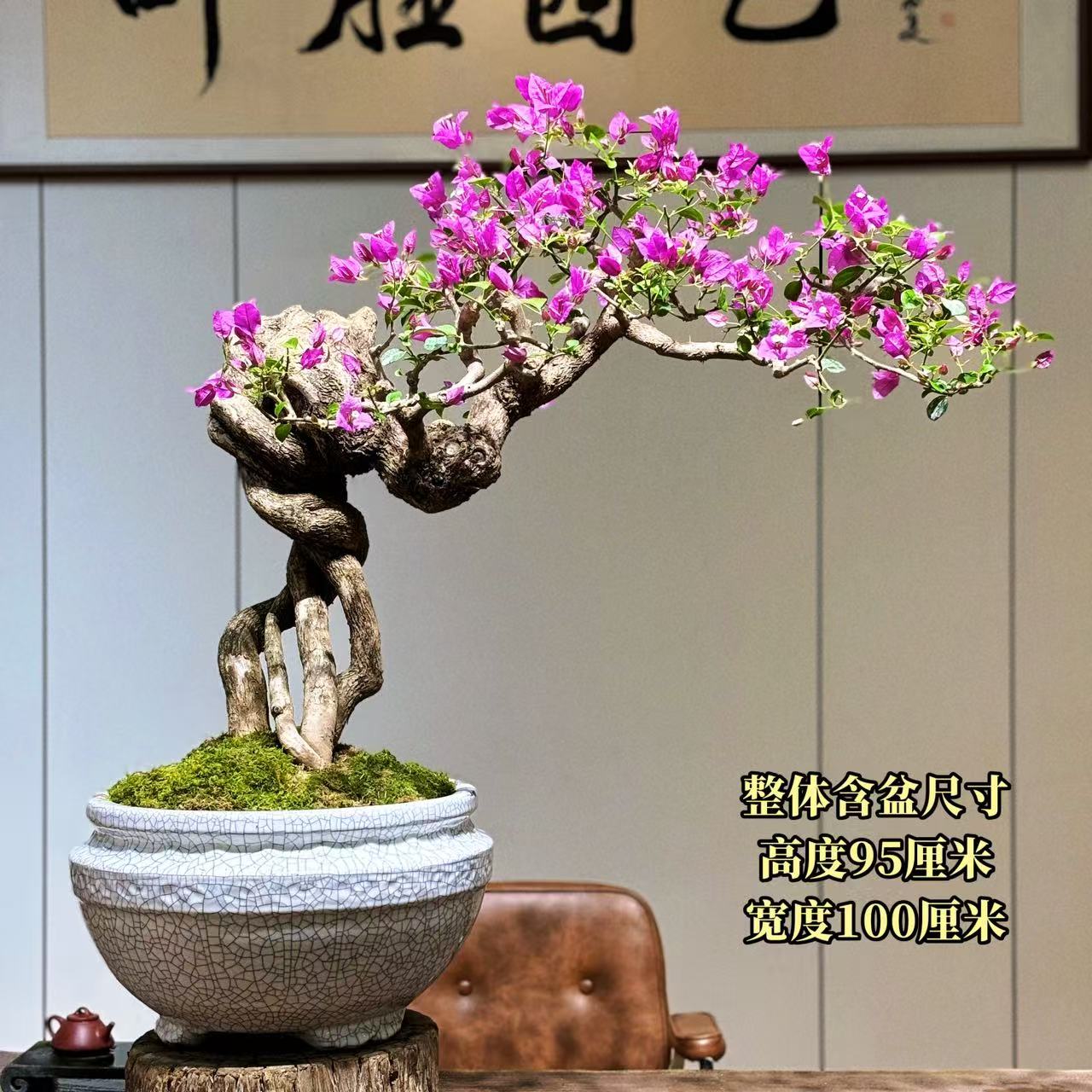 【叶胜园艺】精品小叶紫老桩三角梅盆景