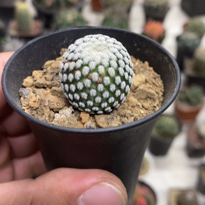 实生白蝎子特价福利