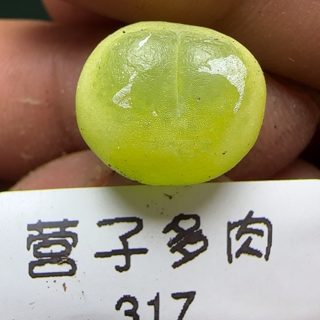 拉登1200尺寸1.4。