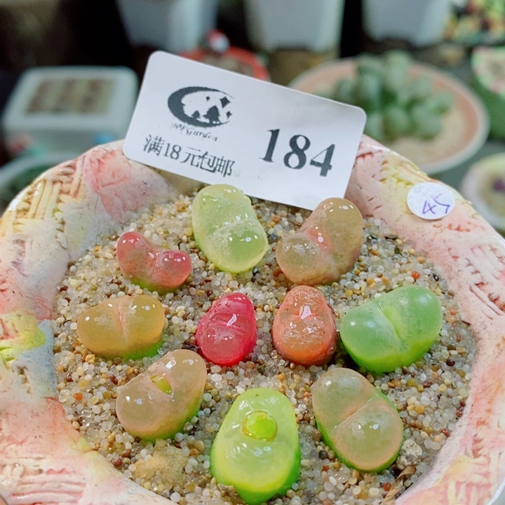 生石花花花花花花花184