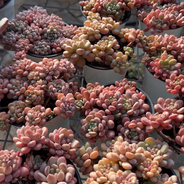 新疆包邮 小红蛋