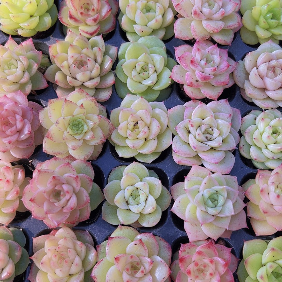 冰麦3代11颗19包邮